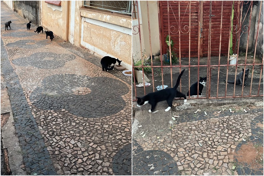 Moradora denuncia gatos abandonados em imóvel desocupado no Centro de Santa Rita do Passa Quatro