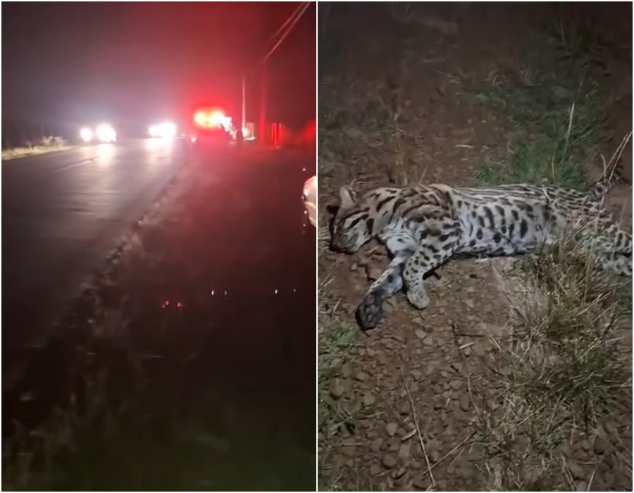 Jaguatirica morre após ser atingida por motocicleta em estrada entre Tambaú e Santa Rita